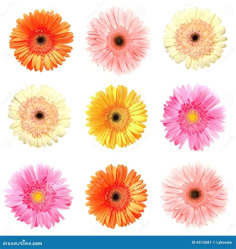 Different Colour Gerberas Stock Image - Image: 6512681