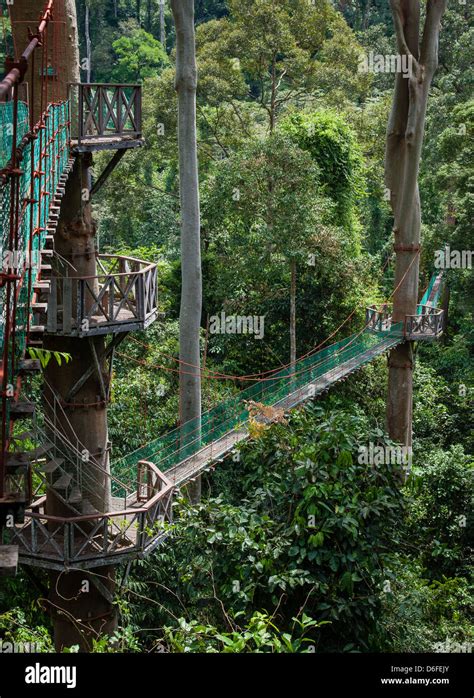 Rainforest canopy walkway borneo hi-res stock photography and images ...