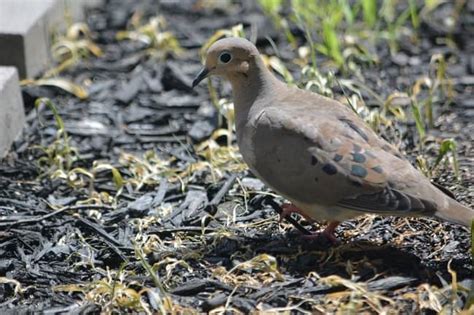 Mourning Dove Symbolism: 5 Spiritual Meanings of Grey Doves (2023)