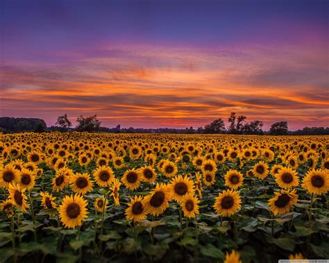 Field Of Sunflowers Wallpapers - Wallpaper Cave