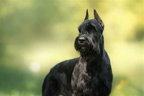 What's Giant Schnauzer Temperament Like? (+Puppy Buying Tips)