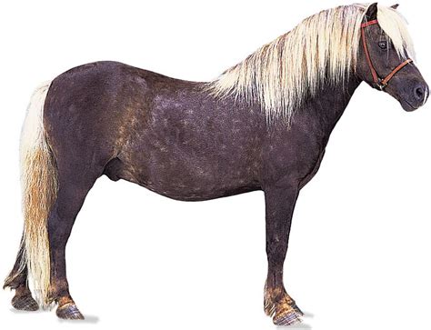 Shetland pony | Miniature, Hardy, Intelligent | Britannica