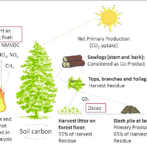 Decomposition of harvest residues left on the forest floor. | Download Scientific Diagram