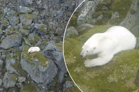 Stark video shows polar bear all alone with no snow in sight (Video ...