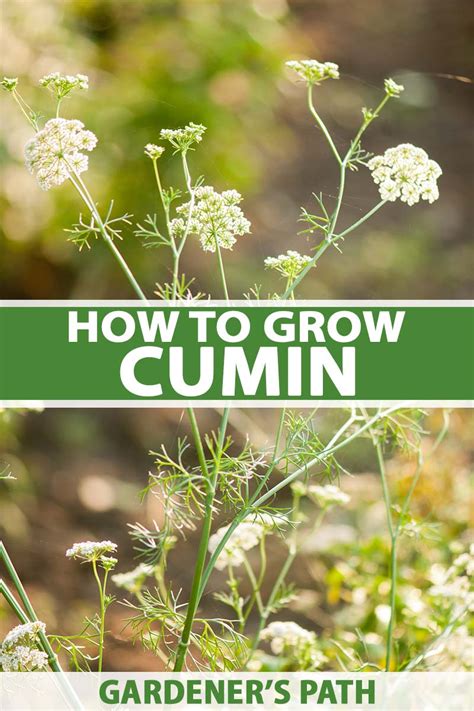 How to Grow Cumin in the Garden | Gardener’s Path