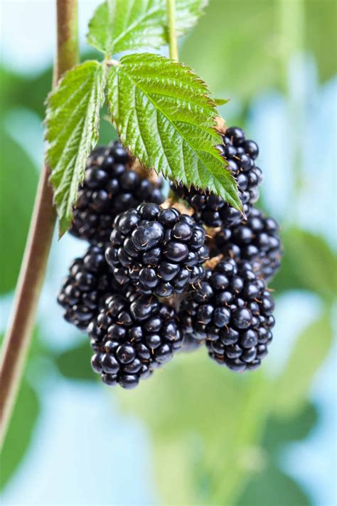 How to Plant a Blackberry Bush in 5 Steps - The Brown Gardener