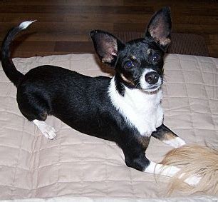 Cute Rat Terrier Chihuahua Mix Brown And White - l2sanpiero