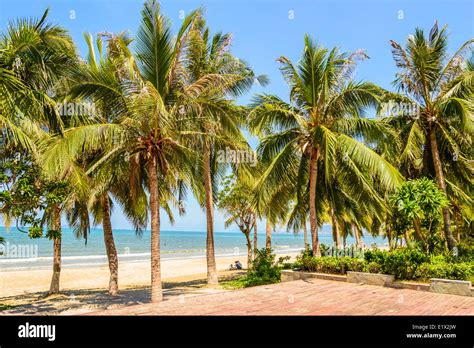 coconut grove on the beach Stock Photo - Alamy