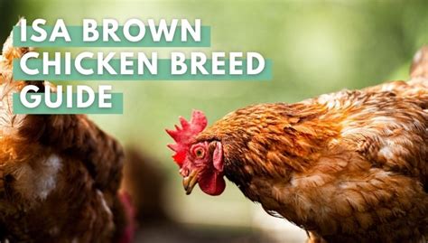 ISA Brown Chicken Breed: Everything You Need To Know