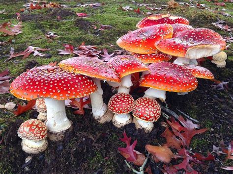 How Amanita Muscaria's Benefits can help us feel connected – HempLucid