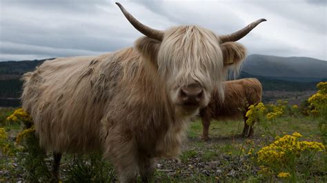 Highland Cow Wallpaper - drarchanarathi WALLPAPER