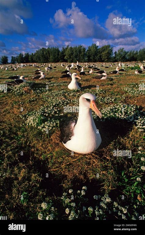 Nesting Laysan albatross Stock Photo - Alamy