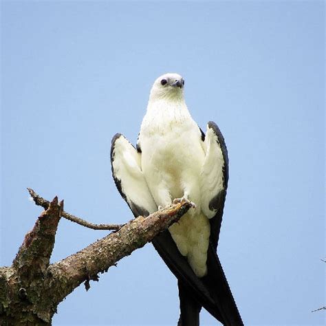 The Swallow-Tailed Kite - One of the Coolest Birds on the Planet