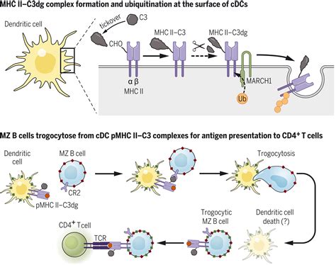 Dendritic Cells Antigen Presentation