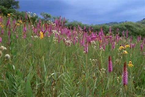 Blazing Star Seed ,Perennial Flowers !10 grams | Liatris, Perennials ...