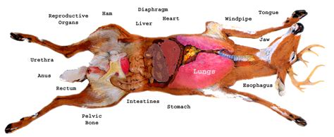 Deer Backstrap Diagram