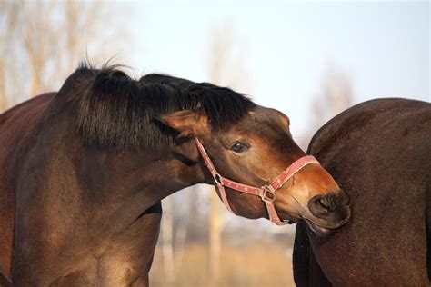 JUSTINE HARRISON | EQUINE BEHAVIOURIST : Horse Behaviour Problems