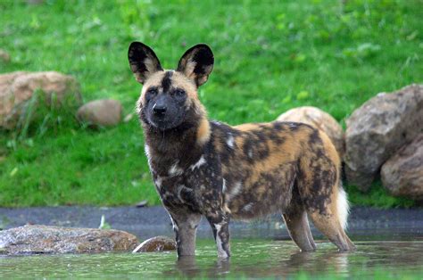 Can African Wild Dogs Kill Humans