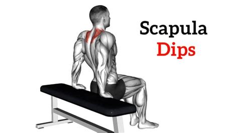 Scapula Dip: How To Do, Muscles Worked & Benefits