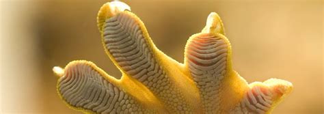 Scientists Discover New Clue to Geckos' Climbing Ability | The Institute for Creation Research