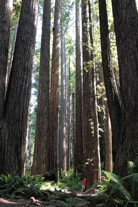 Prairie Creek Redwoods, CA | National park road trip, Hiking, Ca road trip