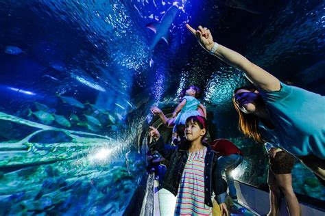 2023 SEA LIFE Aquarium Arizona Admission Ticket - Reserve Now