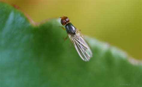 Tiny Fly Free Stock Photo - Public Domain Pictures