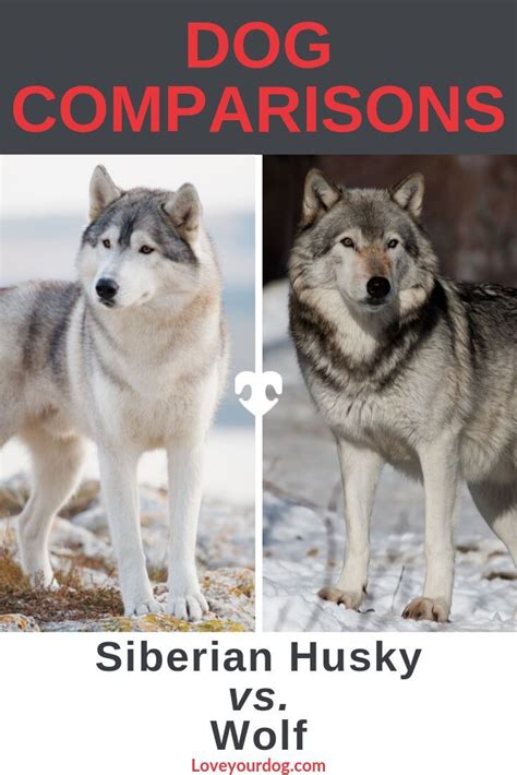 Wolf Vs Husky Difference