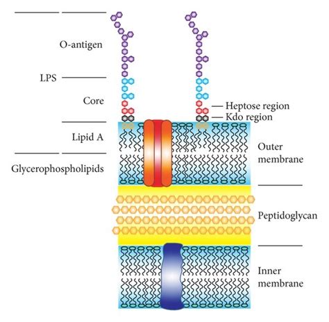 Schematic representation of a Gram-negative bacterial cell envelope ...