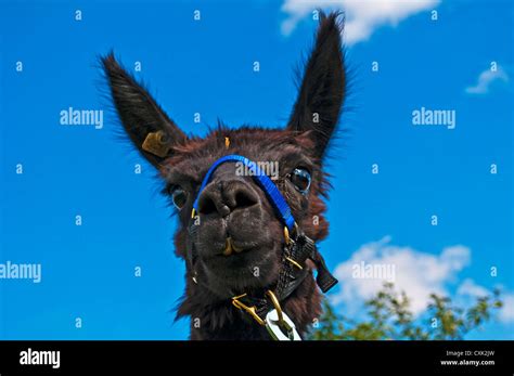 Alpaca, Vicugna pacos Stock Photo - Alamy