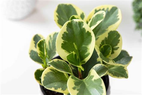 How to Grow and Care for Peperomia Plants