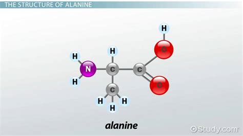 Alanine Amino Acid Structure