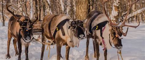 Reindeer and their Arctic Adaptations | Glasgow Science Centre