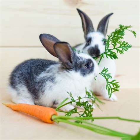 Premium Photo | Two little baby rabbits eating fresh vegetables, carrot ...