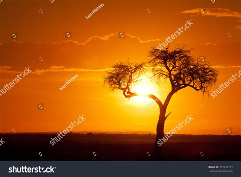 Typical African Sunset Acacia Tree Masai Stock Photo 257421793 | Shutterstock