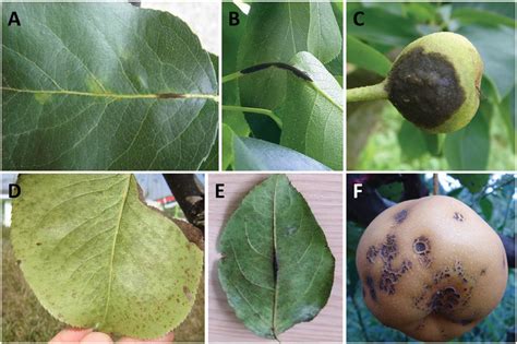 Black Spots On Asian Pear Tree Leaves | Leafandtrees.org