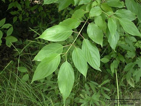 Dogwood Leaves | Plant leaves, Leaves, Dogwood