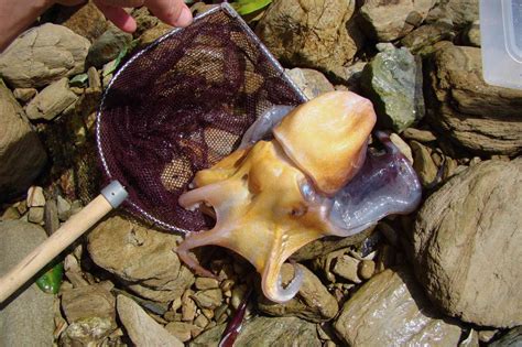 11 Amazing Octopus Species