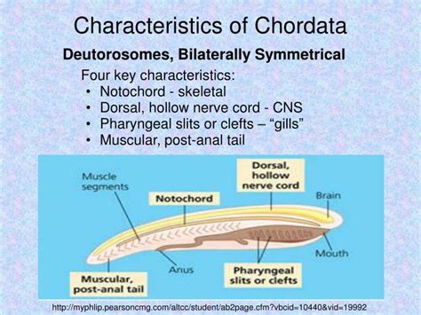 Chordata Meaning