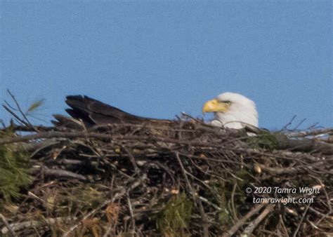 Nesting Eagles | TAMRA WIGHT – Children's Author