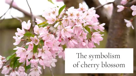 The Meaning and Symbolism of Cherry Blossom - YouTube