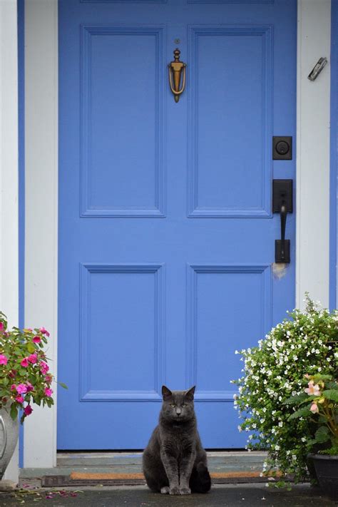 Periwinkle Front Door with Grey Cat