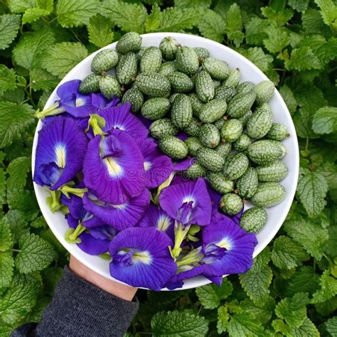 Butterfly Pea Flower and Cucamelon Stock Photo - Image of food, herb: 311479636