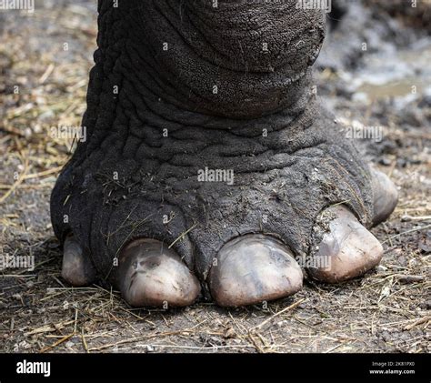 Detail of elephant feet outdoor Stock Photo - Alamy