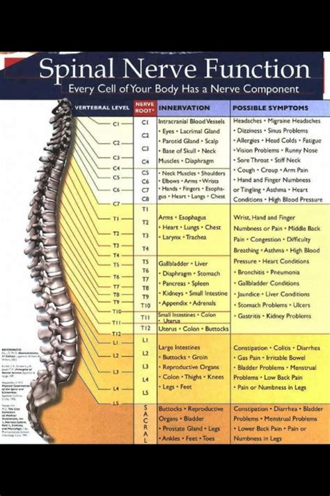 Spinal nerve functions | Healthy | Pinterest