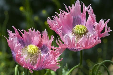 Beautiful Red Opium Or Poppy Or Papaver Somniferum Or Afeem Stock Photo - Image of fields, field ...