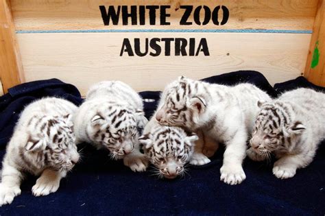 Five rare white tiger cubs make their public debut