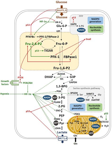 Molecular mechanisms of the Warburg effect. Hypoxia stabilizes HIF-1α,... | Download Scientific ...