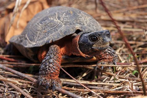 Recovery: A Future for Wood Turtles - Cool Green Science