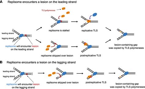 Potential outcomes of replisome-lesion encounters. Schematic diagram... | Download Scientific ...